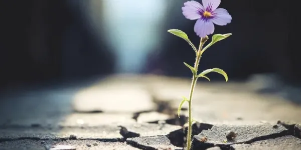 Chấp nhận nỗi khổ