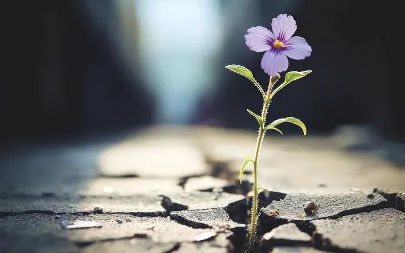 Chấp nhận nỗi khổ